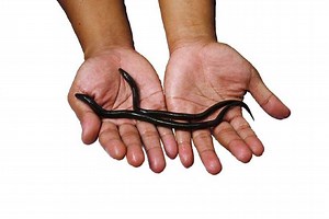 ANCIENT MYSTERY OF EUROPEAN EEL MIGRATION UNRAVELLED