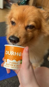 Roxy tried out our Dog Kefir frozen yoghurt today and loved it! Pop in to get your pupper one too! 🍨🍨🍨 #icecream #hot #weather | Direct Pets - Berwick Upon Tweed