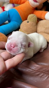 44K views · 1.8K reactions | Puppy first steps  | jmarcoz | Facebook