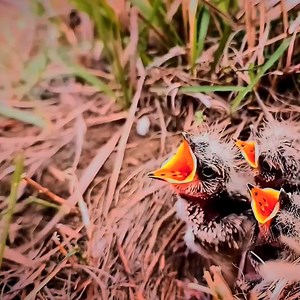 Skylarks are very fast breeding birds | Review Bird Nest