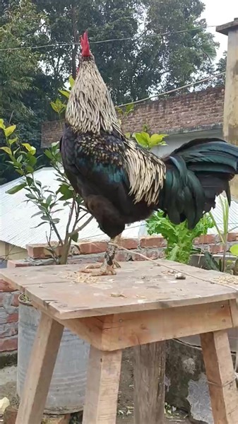 4.6K views · 63 reactions | Crowing is a type of singing vocalization...