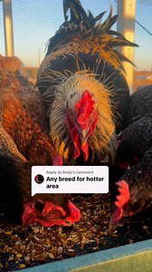 9.3K views · 251 reactions | The best breeds for hot weather are those with large combs and slender bodies! #chickens #chickenbreeds #bestchickens #fyp #reels #foryou #foryoureels #hotweather #backyardflock #raisingchickens #backyardchickens | Chicken Schmidt Farms | Facebook