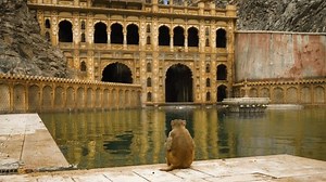 Adult Infant Macaque Monkeys Galtaji Temple Stock Footage Video (100% Royalty-free) 1100846061 | Shutterstock