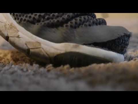 Apollo Bursting out of Shoes and Pants Werewolf TF (Teaser)