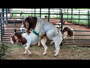 Boer goat breeding / mating in South Africa