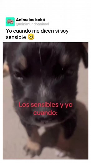 Cachorros llorando: la ternura en su máxima expresión