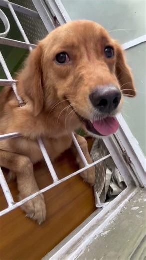 I am a Naughty Golden Retriever looking outside Window and watching Rain Drops 💧🤣🐶😁 #shorts