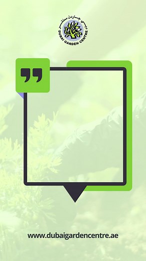 Find your oasis in the heart of Dubai! 🌴🌺 Come explore the beauty and tranquility of the Dubai Garden Centre, where your gardening dreams come to life 🌼 . . . #dubaigardencentre #gardencentre #quotes #motivationalquotes #gardeningquotes #indoorgarden #plantsofinstagram #indoorplants #plantlovers #outdoorplants #plantlife #houseplants #greenthumb #plantlover #evergreenplants #dubaiplants #gardenlover #gardensofinstagram #garden #beautifulgardens #gardens #plantstagram #gardenlove #dxb #dubaili