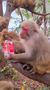 2.5K views · 95 reactions | Small Baby monkey playing with mom | Banana Monkey | Facebook