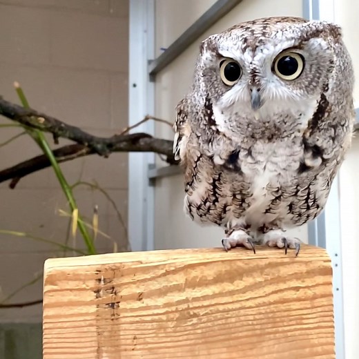 156K views · 11K reactions | Oakley the eastern screech owl. Despite the name, screech-owls do not screech; the voice of this species features whinnies and soft trills. | Cincinnati Zoo & Botanical Garden | Facebook