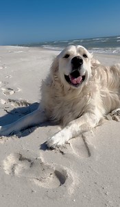 Dis Bubba leaf Lisa for Beach! 😬 Beach or Bust, Bubbacini | Along Came Polly, Rosie and Bubba