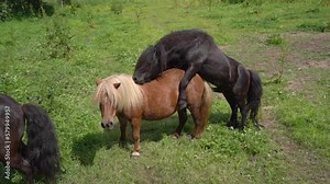 Shetland Ponies Mating in the Field - Responsible breeding