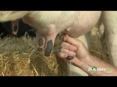 How to Milk a Cow by Hand Video