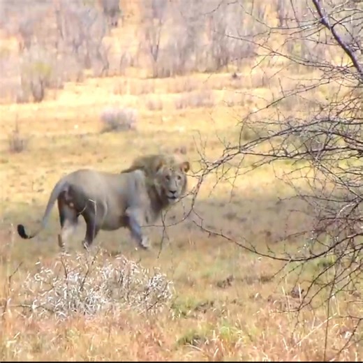 27K views · 325 reactions | Lion has seizure after chasing wildebeest. | Wildlife Africa | Facebook