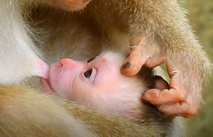 12K views · 1.9K reactions | Very strong newborn baby monkey Leo drink a lot milk mom - feel so yummy for first time in real life | Animals JoJo Family | Facebook