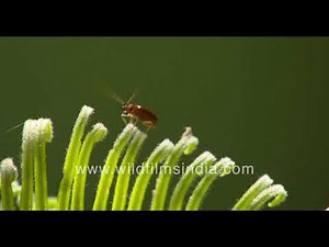 Insect life of a Cycad: Tiny butterflies on leaf buds of Cycad plants, cones release beta-myrcene