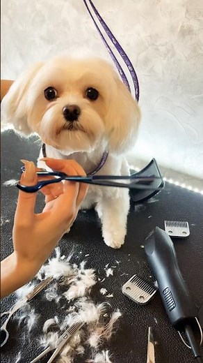 Cute Bichon Haircut Transformation! ✂️🐶