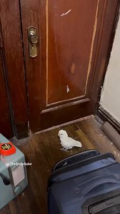1.9K views · 135 reactions | Just caught a tender moment on camera : Boo, my Goffin's Cockatoo, is the picture of patience and love as he waits by the door for Chris. It's these simple, everyday interactions that deepen our bond with our feathered friends. Chris, remember to knock; you have a fluffy sentinel guarding the door! 列 #CockatooLove #PetPatience #WaitingGame #FeathersAndFidelity | The Birdy Babe | Facebook