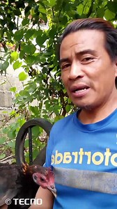 37K views · 1.5K reactions | #FollowForMore Sa kontrapelo na puedeng labanan Ng manok panabong na kulay Alimbuyugin  | Roger Croc | Facebook