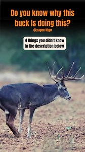 1.8M views · 6.7K reactions | What is rub-urination? Bucks squat and...