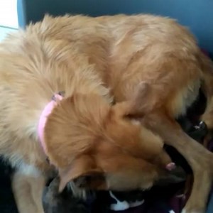 A little update for you all on super Mom, Blossom! 🌸 As you can see, our gorgeous mother of 14 is doing an amazing job looking after her babies! Her milk came in thankfully but 14 puppies is a lot of mouths to feed so she is being supported by our stellar team of puppy carers during the day and our on-site management team during the night 🌟 | Dogs Trust Ireland