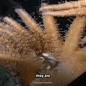 Did you know starfish have feet? THOUSANDS OF THEM? | Crazy Creatures