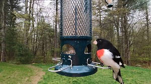9.9K views · 758 reactions | Rose-breasted Grosbeak | Critter Cam | Facebook