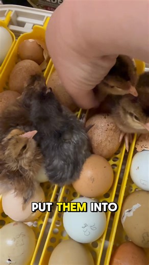 1.1K views · 84 reactions | We have chicks!  | Eagle Eye Farm | Facebook