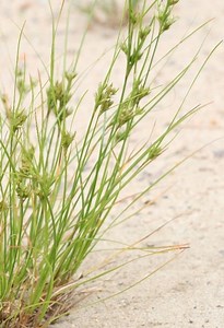 Juncus tenuis - Alchetron, The Free Social Encyclopedia