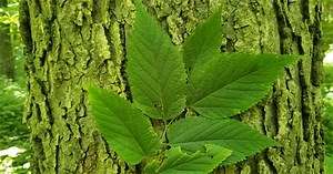 Intro to Trees of Indiana: Hackberry