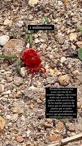 13 reactions | #arañaroja Tetranychus urticae (un ácaro con más de 60 nombres vulgares, tales como araña roja, ácaro de dos puntos, entre otros) es una de las muchas especies de ácaros que se alimentan de plantas que se suelen encontrar en ambientes secos y que generalmente son considerados una plaga. | Ciudadano de México | Facebook