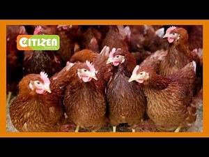 Kambi kuku chicken auction