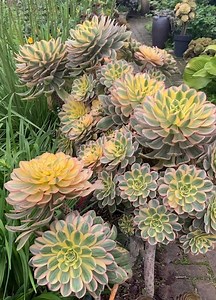 Aeonium Sunburst, Limited Aeonium Succulents, Crested Options Available - Etsy