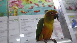 #E Sun Conure – Sc Suap #M Conure Matahari - Handfeed #C 太阳锥尾鹦鹉 - 太阳鹦鹉手养 1. English Please ⬇️Scroll Down⬇️ 2. BM 📲Tatal ke Bawah Halaman 💻 3. 🌐华语🌐请点击📥往下📱查询 📩 #E Details #ForAllPetLovers - With LICENSE & RING Number - Baby Handfeeding / Young / Adult / Pair * The Sun Conure is noted for its loud squawking compared to its relatively small size. The bird is capable of mimicking humans but not as well as some larger parrots. This being said, there are some amongst them that are very capable t