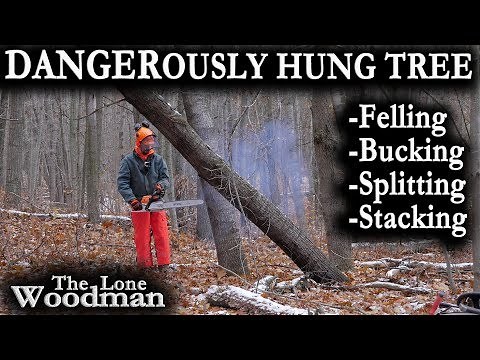 DANGEROUSLY HUNG TREE: Felling, Bucking, Splitting, and Stacking