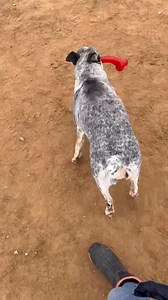 4K views · 50 reactions | Rylie is a female boxer heeler that loves to play. She needs a person with a good sense of humor. | WOOF Pet Rescue Society Inc. | Facebook