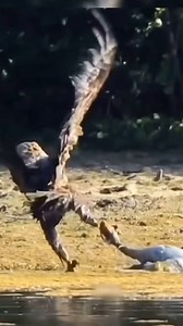 Duck. #eagles #duck #birds #birdphotography #birdlovers #birdlife #birds_captures #birds_adored #foryou | Wildlifetobe