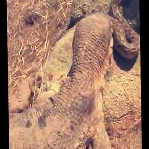 Lizard find Snake | Beautiful Planet Earth | Facebook