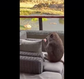 Wild monkey raids balcony to feast on girl's nipple pad