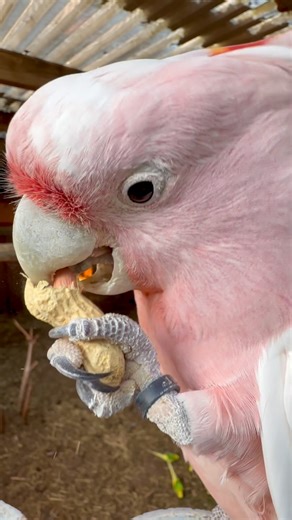 Torben Dehlholm - Tropical Aviary Birds on Instagram: "Peanut Precision: One Foot, One Beak, One Gorgeous Cockatoo! This stunning Major Mitchell’s Cockatoo shows off the classic parrot superpower: eating with one foot! 🦜🥜 Watch how he peels a peanut using just one foot, his strong beak, and his surprisingly nimble tongue - a masterclass in coordination! 🟠 Parrots like this are zygodactyl, with two toes forward and two back - perfect for gripping food 🟠 Most parrot