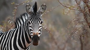 Medium close-up of an adult Burchell's zebra standing and looking into the camera in the Greater Kruger | Premium Stock Video Footage