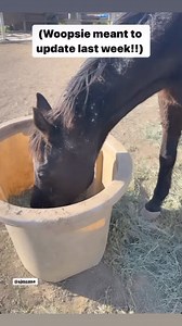 The Davy Jones Equine Memorial Foundation on Reels