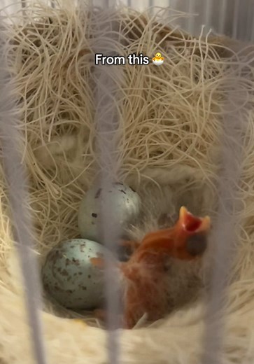 Baby Canary Grows Up: From Hatchling to Adult 🐣