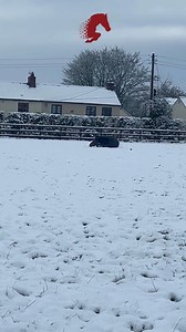 #Snow #winter #stallion #winterwonderland #michaelbuble | Stallion AI Services