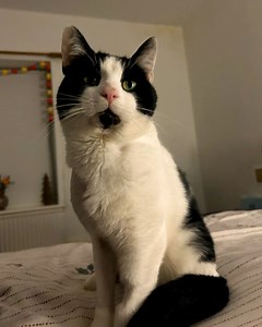 Steven Biscuits Is The Bravest Cat With Deformed Legs Keep up with Steven Biscuits through Instagram and Facebook: @kittyrescuebury | The Koala