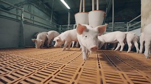 Young Pigs Farm Yard Sniffing Camera Stock Footage Video (100% Royalty-free) 1042711903 | Shutterstock