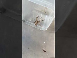4 common spiders species found in southern Ohio