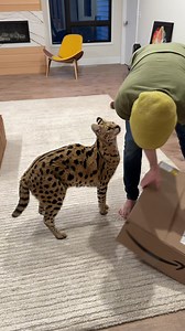 I thought we were going to have to return Chloe 😞 | Chloe the Serval