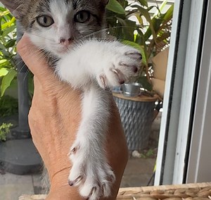 Miami Animal Rescue on Reels | Facebook