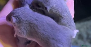 African Pygmy dormice (micro squirrels)  for sale in Liverpool | Pets4Homes